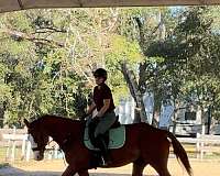 thoroughbred-horse