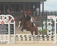 play-warmblood-horse