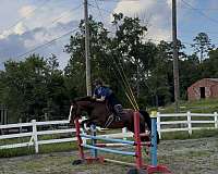 three-ring-warmblood-horse