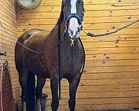 bargain-warmblood-horse