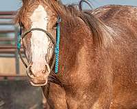 sorrel-aphc-filly-yearling
