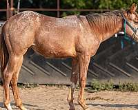 12-hand-appaloosa-filly