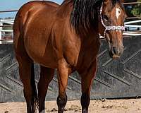 bay-quarter-horse-gelding