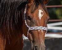 bay-gelding-for-sale