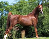 white-strip-snip-rear-stockings-horse