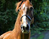 chestnut-white-strip-snip-rear-stockings-horse