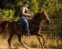 cattle-sorting-morgan-horse