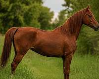 confident-rider-morgan-horse