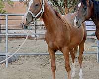 all-around-half-arabian-horse