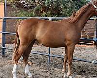 athletic-half-arabian-horse