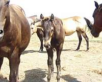 hollywood-white-quarter-horse