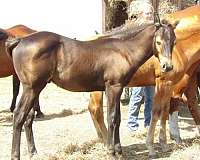 blueboy-quincy-quarter-horse