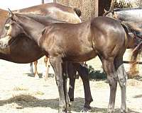 blue-peptolena-quarter-horse