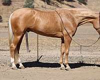 athletic-quarter-horse