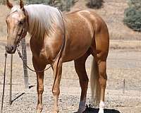 beginner-quarter-horse