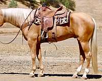 calf-roping-quarter-horse