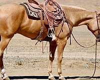 endurance-quarter-horse