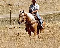 husband-safe-quarter-horse