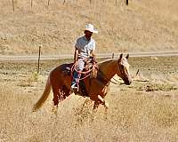 experienced-quarter-horse