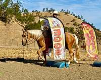 flashy-quarter-horse