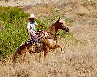 performance-quarter-horse