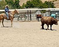 ranch-quarter-horse