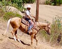 ranch-versatility-quarter-horse