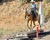 ranch-work-quarter-horse