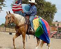ridden-western-quarter-horse