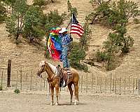 roping-quarter-horse