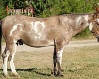 all-around-mule