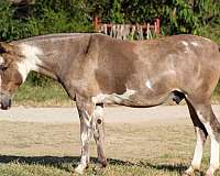 athletic-mule