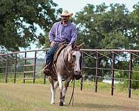 calf-roping-mule