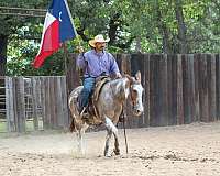 experienced-mule