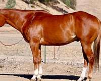 athletic-quarter-horse