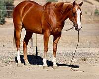 beginner-quarter-horse