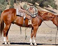 calf-roping-quarter-horse