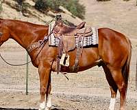 endurance-quarter-horse