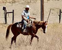 experienced-quarter-horse