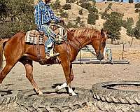 flashy-quarter-horse