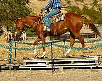 husband-safe-quarter-horse
