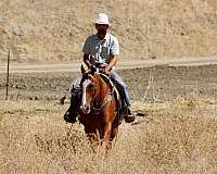 kid-safe-quarter-horse