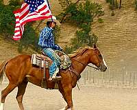 performance-quarter-horse