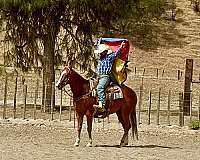 ranch-quarter-horse