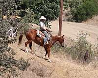 ranch-versatility-quarter-horse
