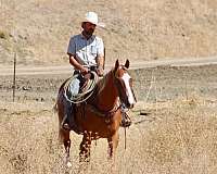 ranch-work-quarter-horse