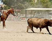 ridden-western-quarter-horse