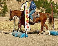roping-quarter-horse