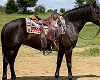 black-haflinger