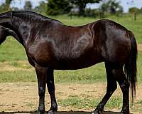 all-around-haflinger-horse
